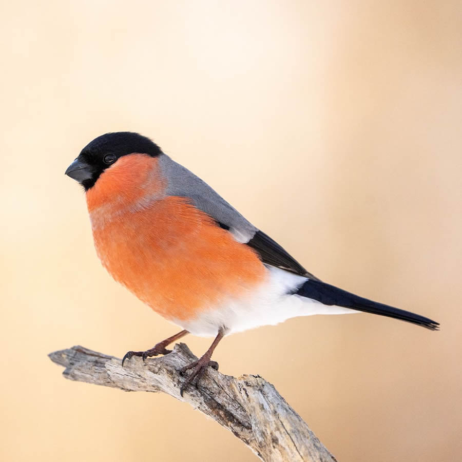 Finland Bird Photography By Mikko Oivukka