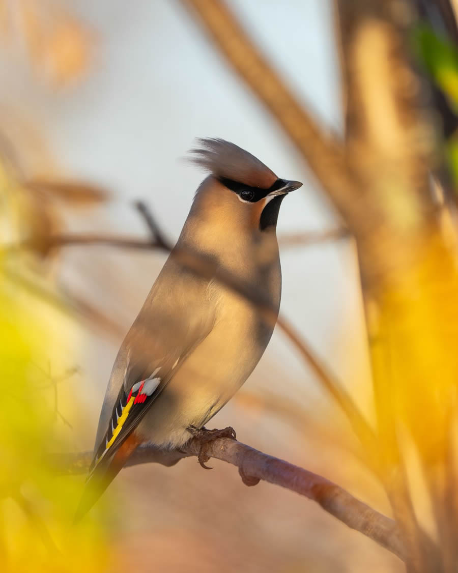 Finland Bird Photography By Mikko Oivukka