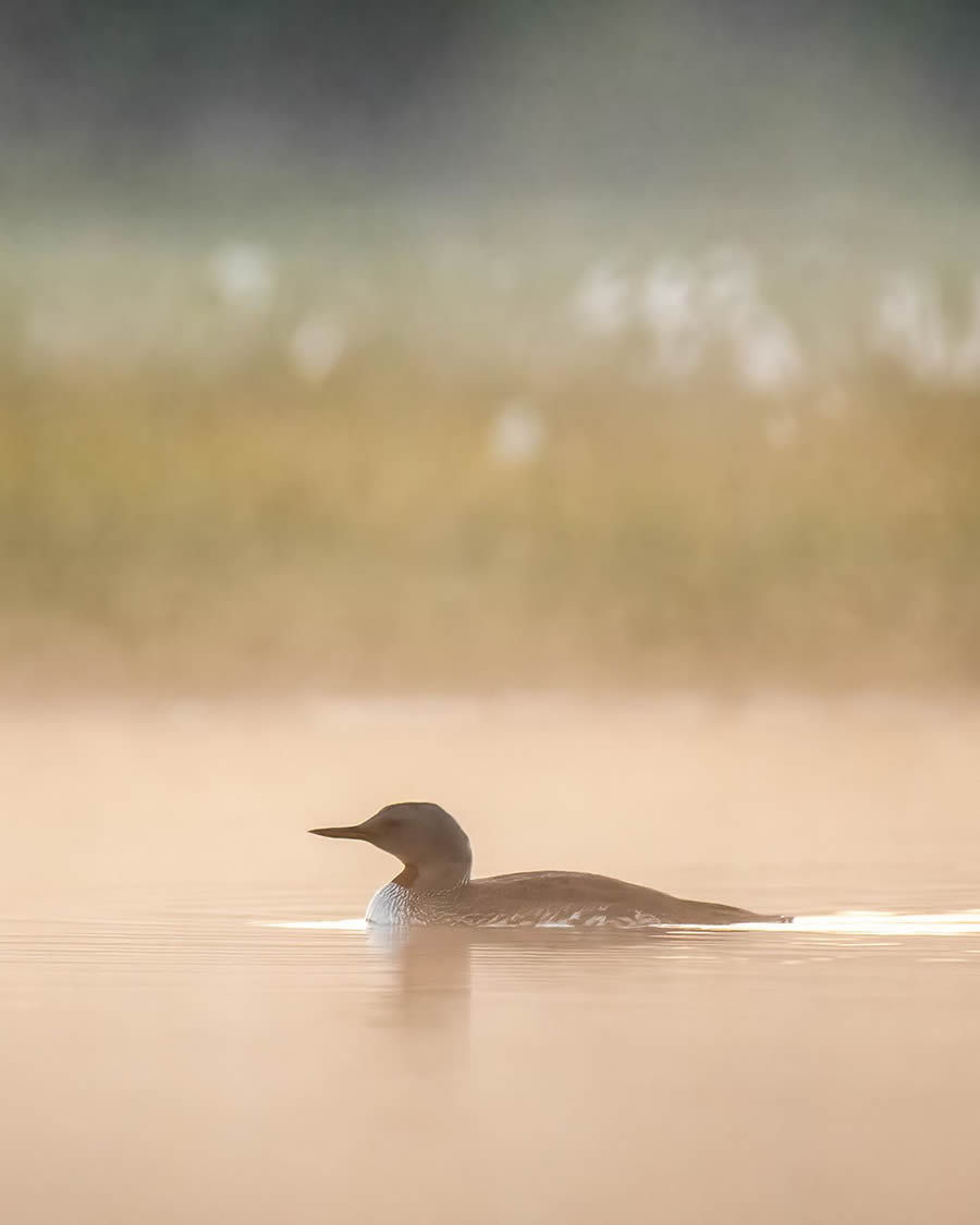 Finland Bird Photography By Mikko Oivukka