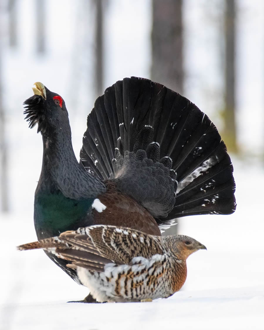 Finland Bird Photography By Mikko Oivukka