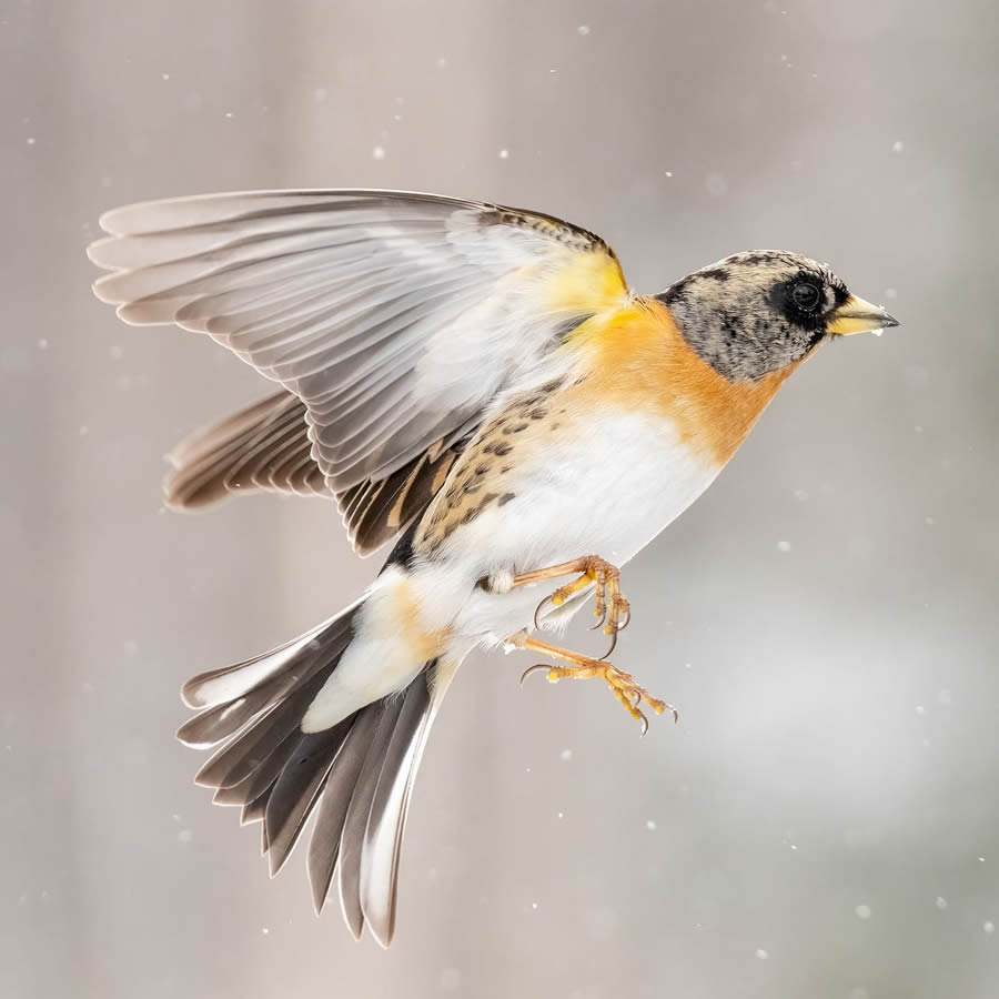 Finland Bird Photography By Mikko Oivukka