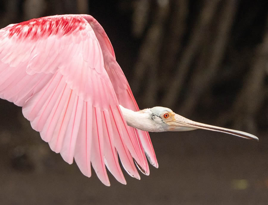 Finland Bird Photography By Mikko Oivukka