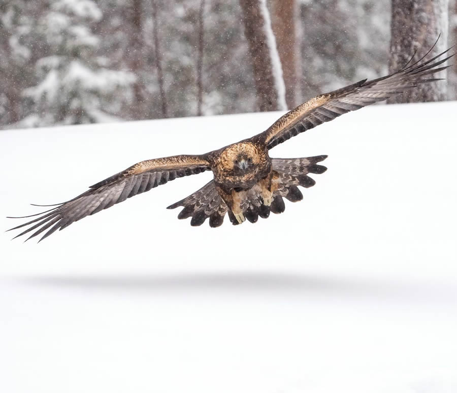 Finland Bird Photography By Mikko Oivukka