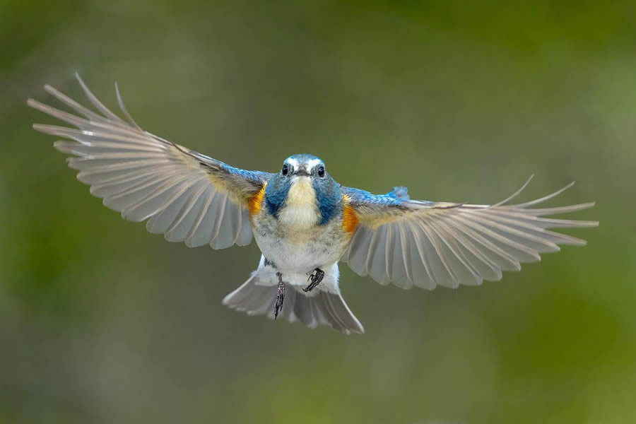 Finland Bird Photography By Mikko Oivukka