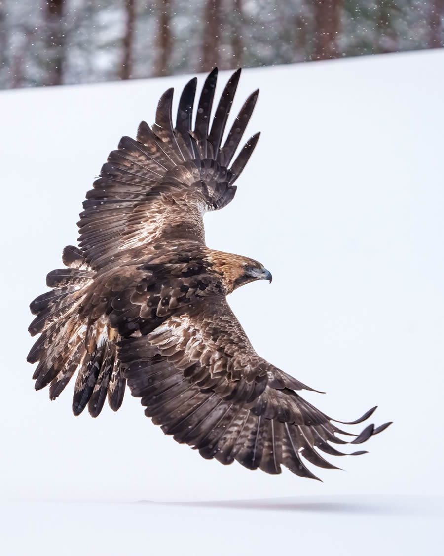 Finland Bird Photography By Mikko Oivukka