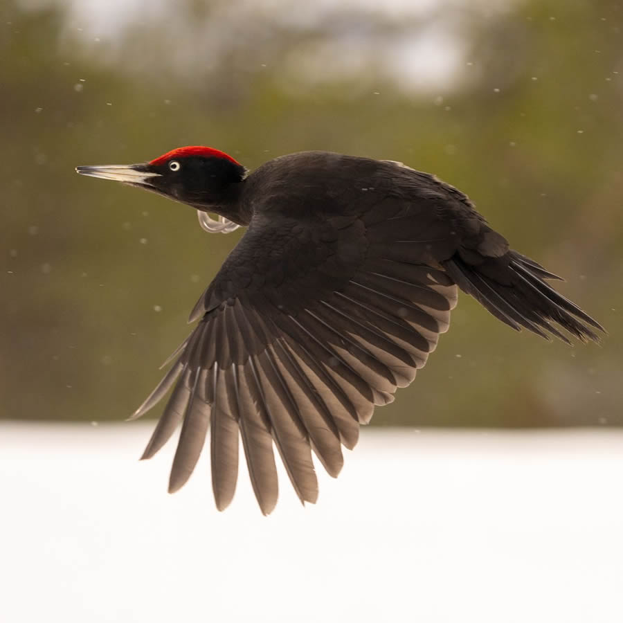 Finland Bird Photography By Mikko Oivukka