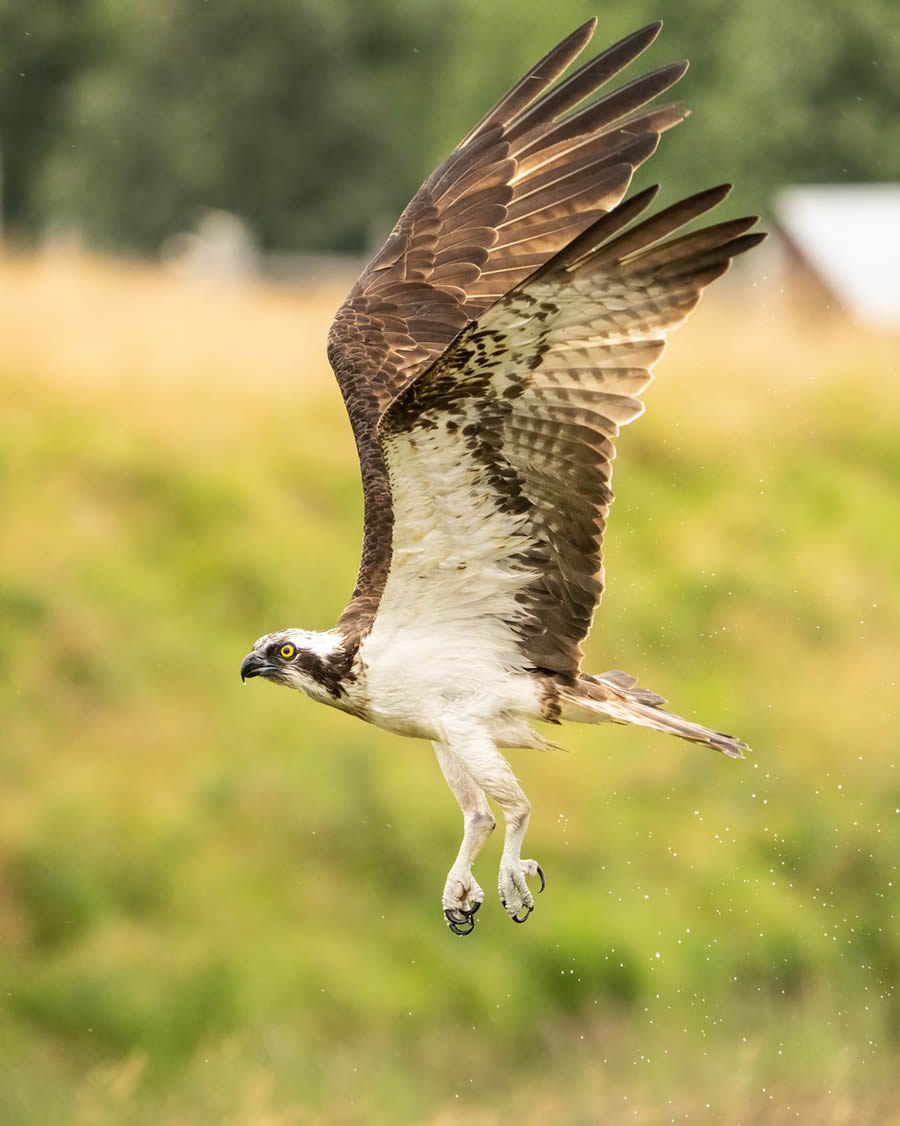 Finland Bird Photography By Mikko Oivukka