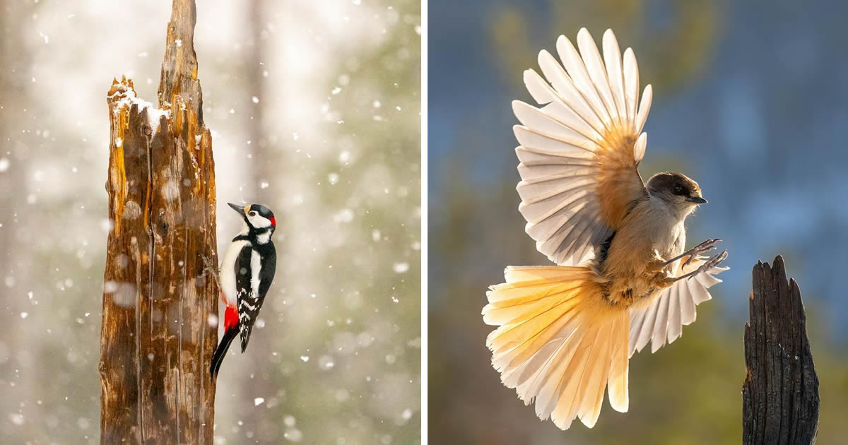 Finnish Wildlife Photographer Mikko Oivukka Captures Stunning Bird Photographs That Will Amaze You