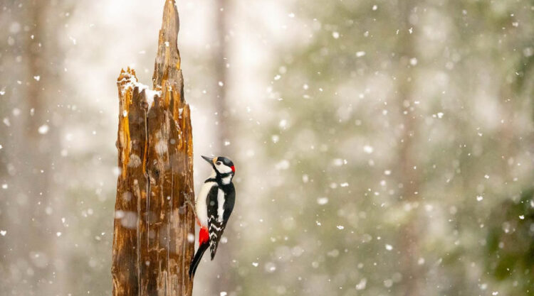 Finland Bird Photography By Mikko Oivukka