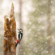 Finland Bird Photography By Mikko Oivukka