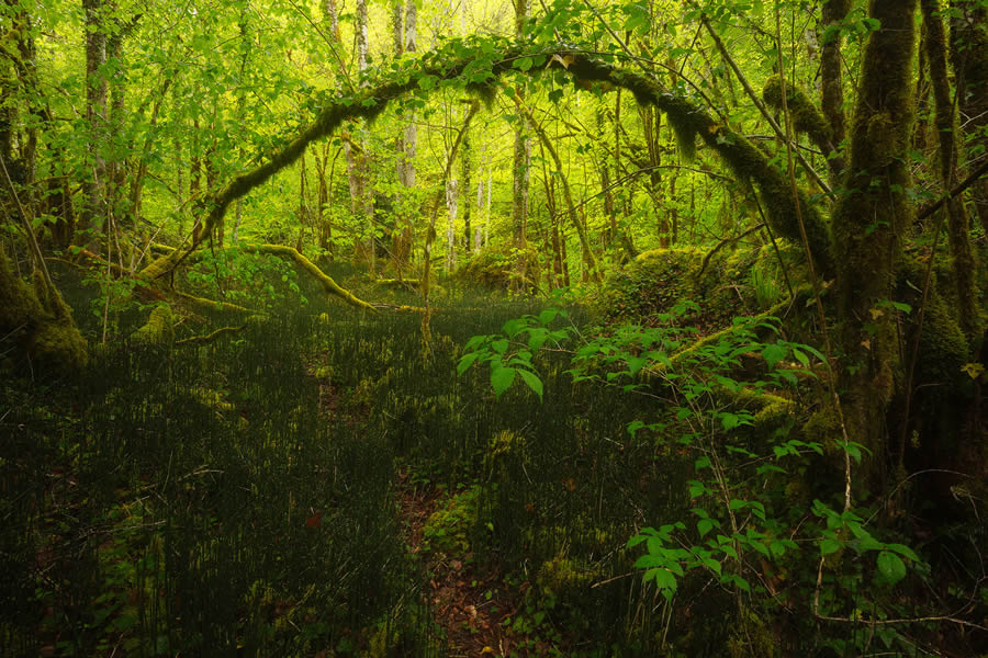 Enchanting Forest Landscapes By Daniel Paravisini