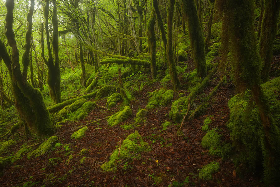 Enchanting Forest Landscapes By Daniel Paravisini