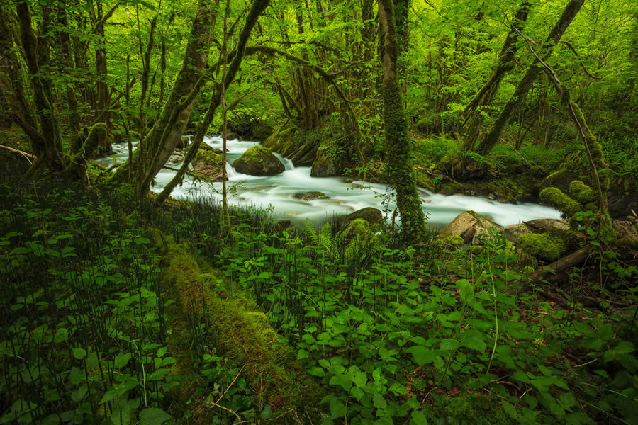 Enchanting Forest Landscapes By Daniel Paravisini