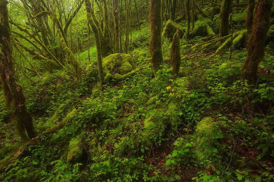 Enchanting Forest Landscapes By Daniel Paravisini