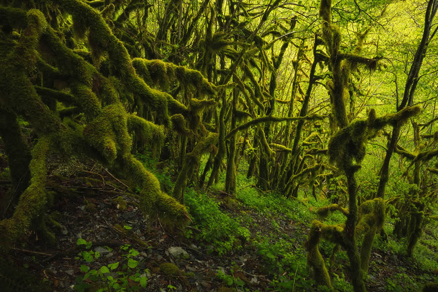 Enchanting Forest Landscapes By Daniel Paravisini