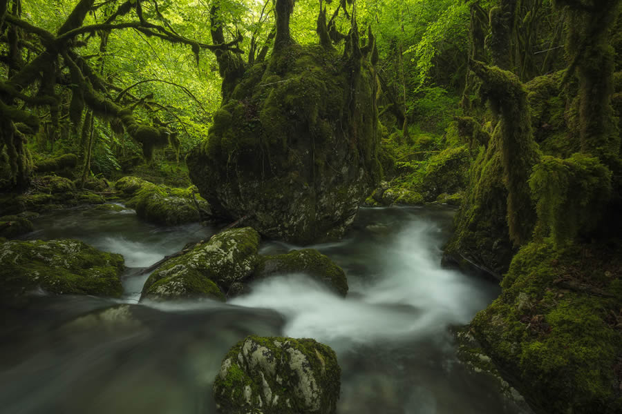 Enchanting Forest Landscapes By Daniel Paravisini