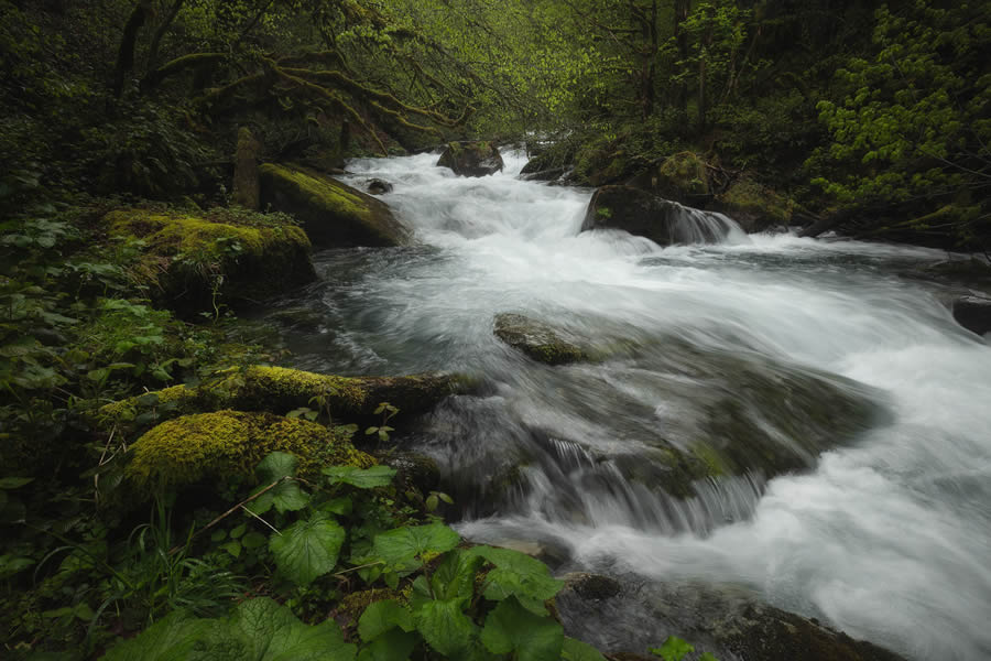 Enchanting Forest Landscapes By Daniel Paravisini