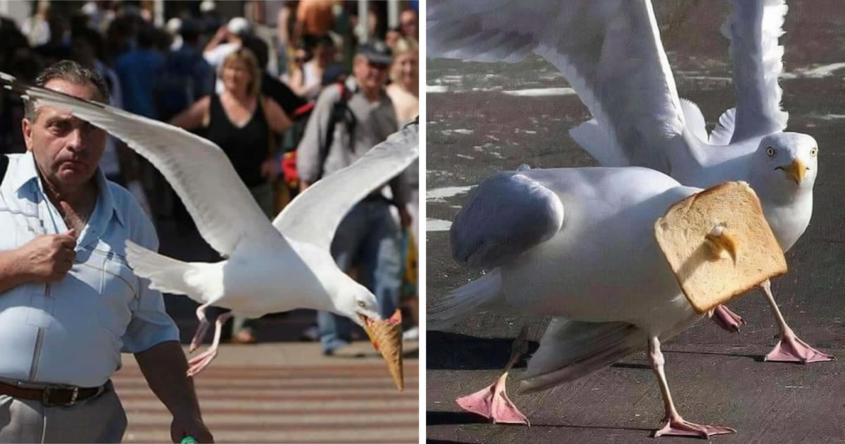 30 Hilarious Moments When Birds Surprised People with Their Unusual Behavior