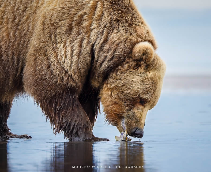 Grizzly Bear Photos From Alaska Lake Clark National Park By Joe Moreno