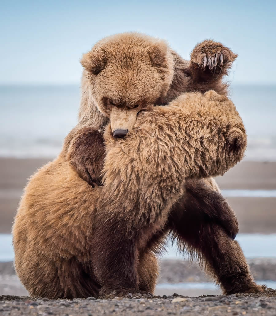 Grizzly Bear Photos From Alaska Lake Clark National Park By Joe Moreno