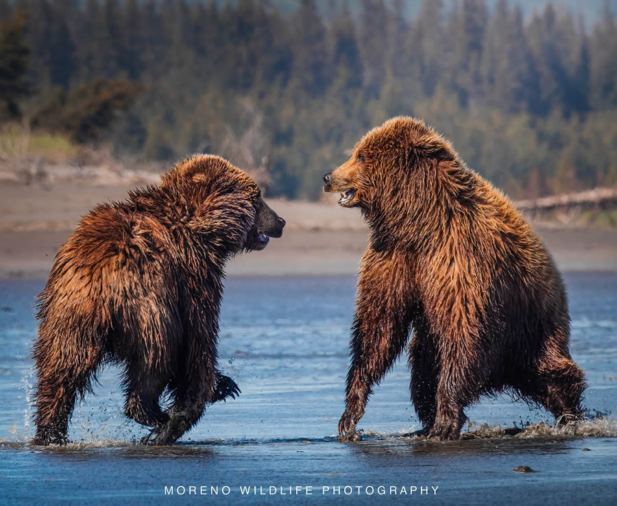 Grizzly Bear Photos From Alaska Lake Clark National Park By Joe Moreno