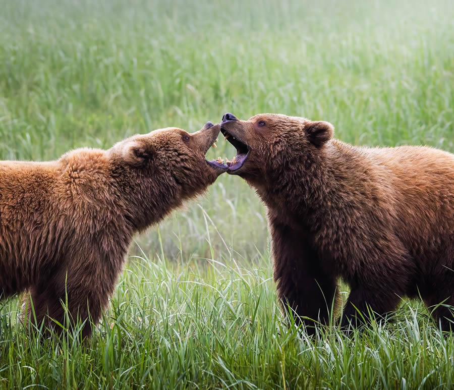 Grizzly Bear Photos From Alaska Lake Clark National Park By Joe Moreno