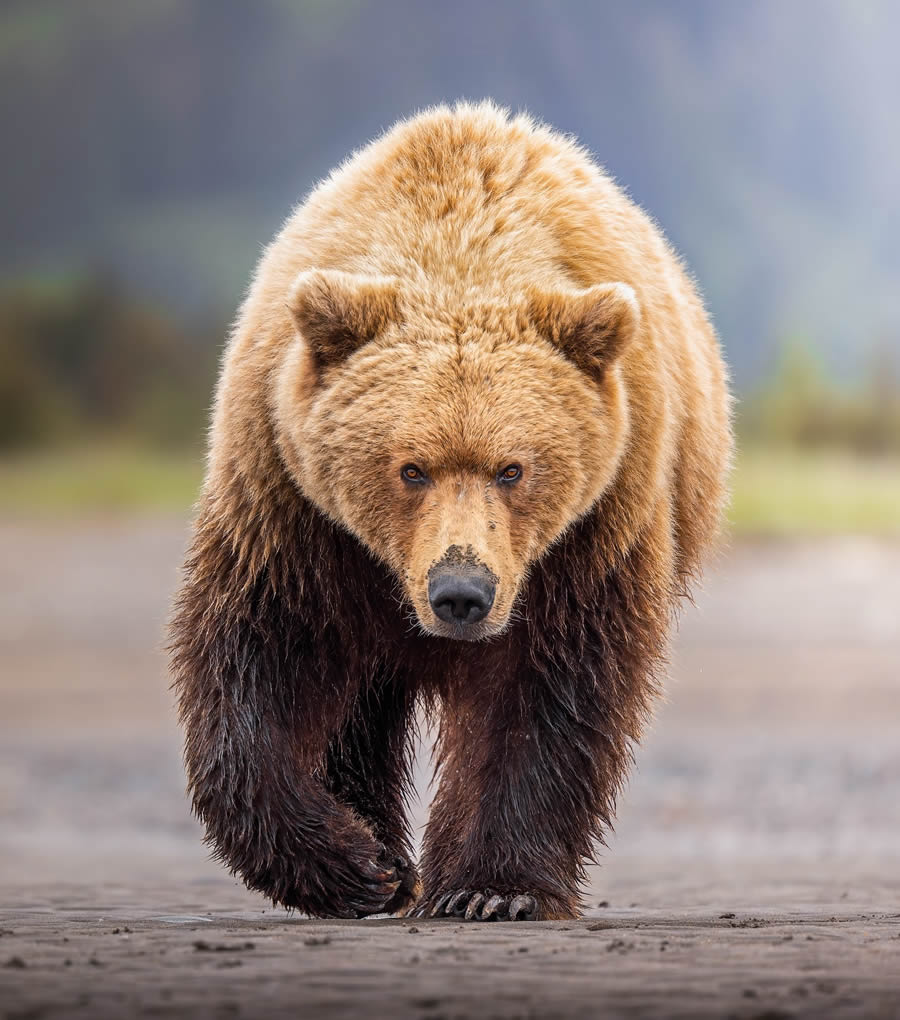 Grizzly Bear Photos From Alaska Lake Clark National Park By Joe Moreno