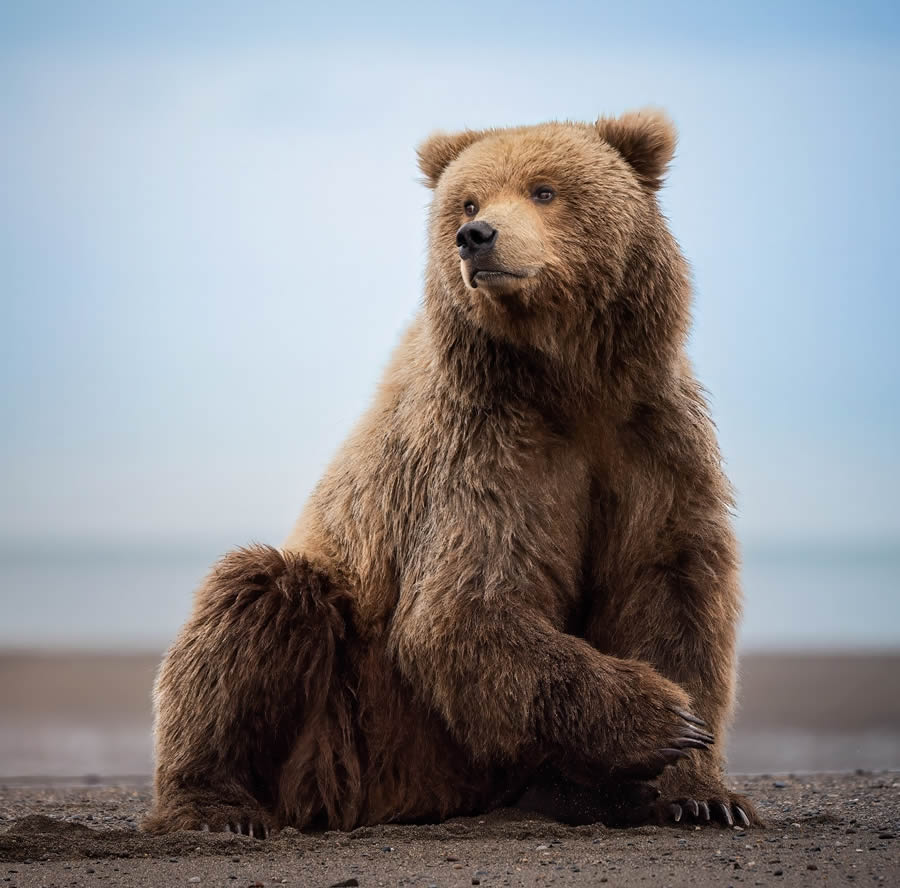 Grizzly Bear Photos From Alaska Lake Clark National Park By Joe Moreno