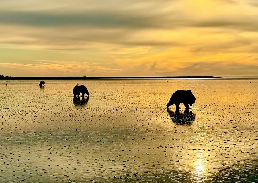 Photographer Joe Moreno Captures Stunning Grizzly Bear Photos From ...