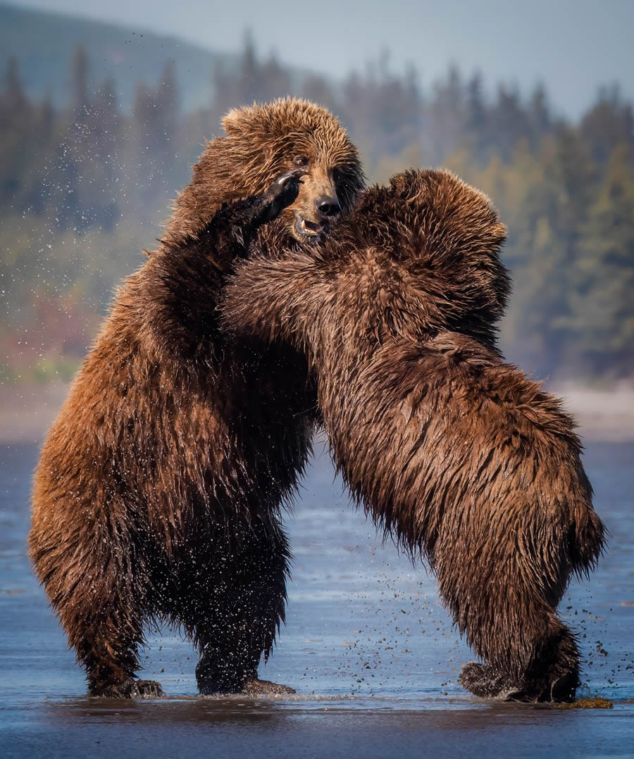 Grizzly Bear Photos From Alaska Lake Clark National Park By Joe Moreno