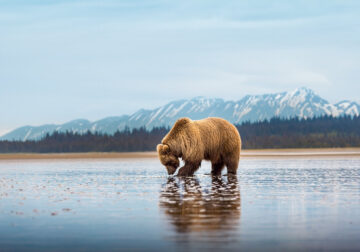 Grizzly Bear Photos From Alaska Lake Clark National Park By Joe Moreno