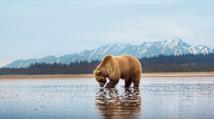 Grizzly Bear Photos From Alaska Lake Clark National Park By Joe Moreno