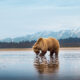 Grizzly Bear Photos From Alaska Lake Clark National Park By Joe Moreno