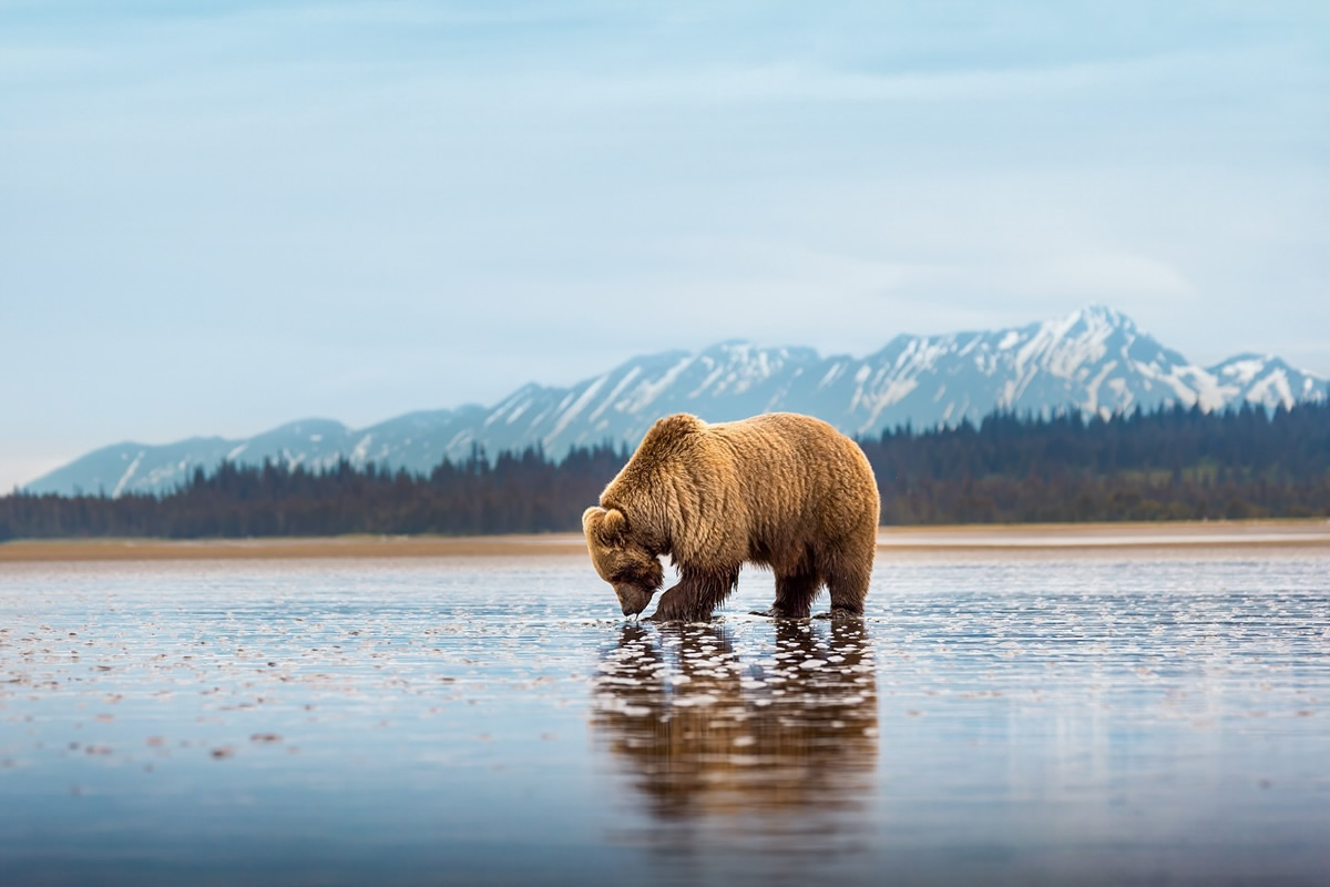 Grizzly Bear Photos From Alaska Lake Clark National Park By Joe Moreno