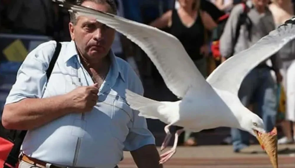 funny-birds-unusual-behavior-photos-featured