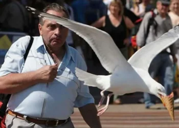 funny-birds-unusual-behavior-photos-featured