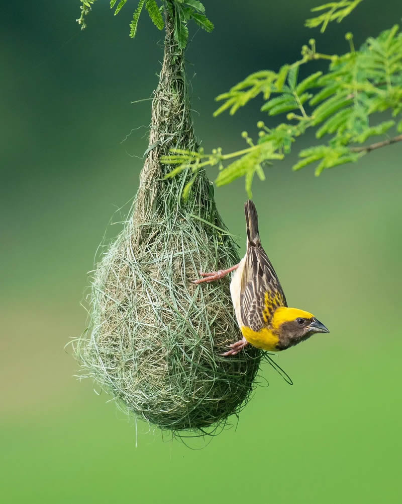 Indian Bird Photography By Abhijit Mishra