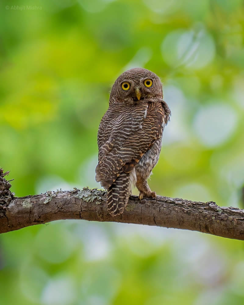 Indian Bird Photography By Abhijit Mishra