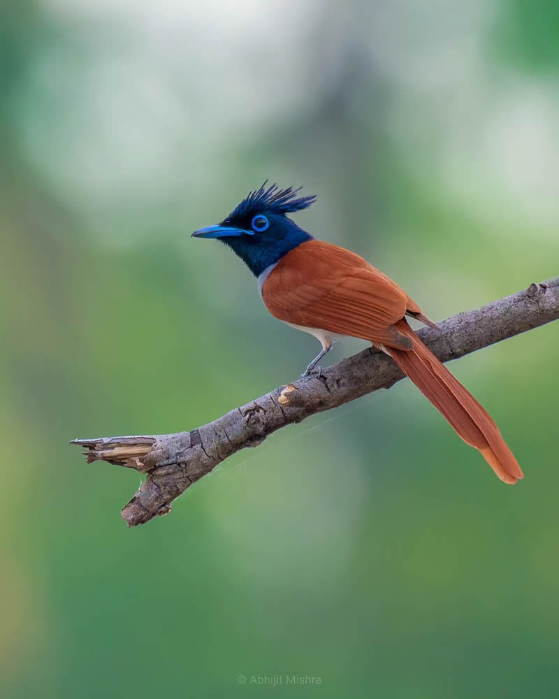 Indian Bird Photography By Abhijit Mishra