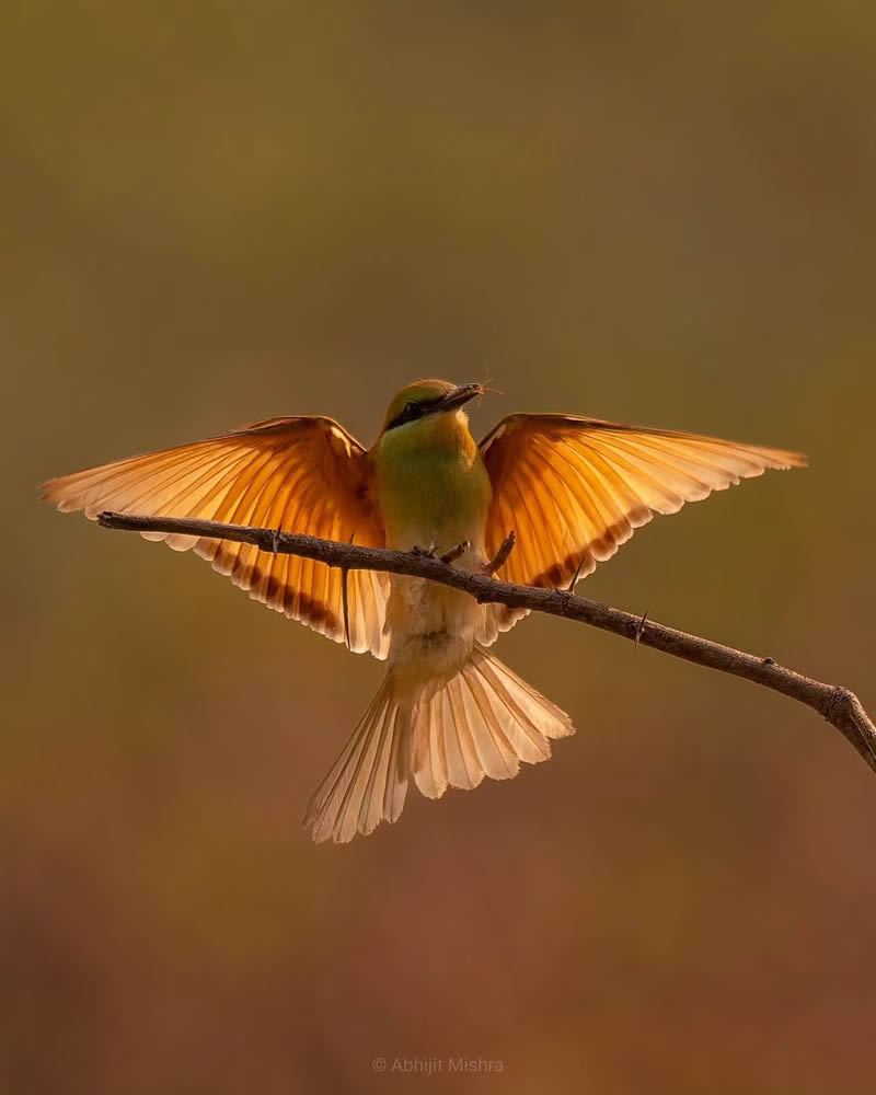 Indian Bird Photography By Abhijit Mishra