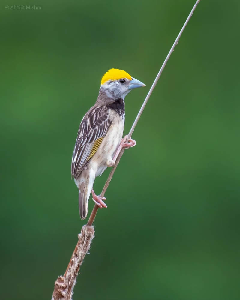 Indian Bird Photography By Abhijit Mishra