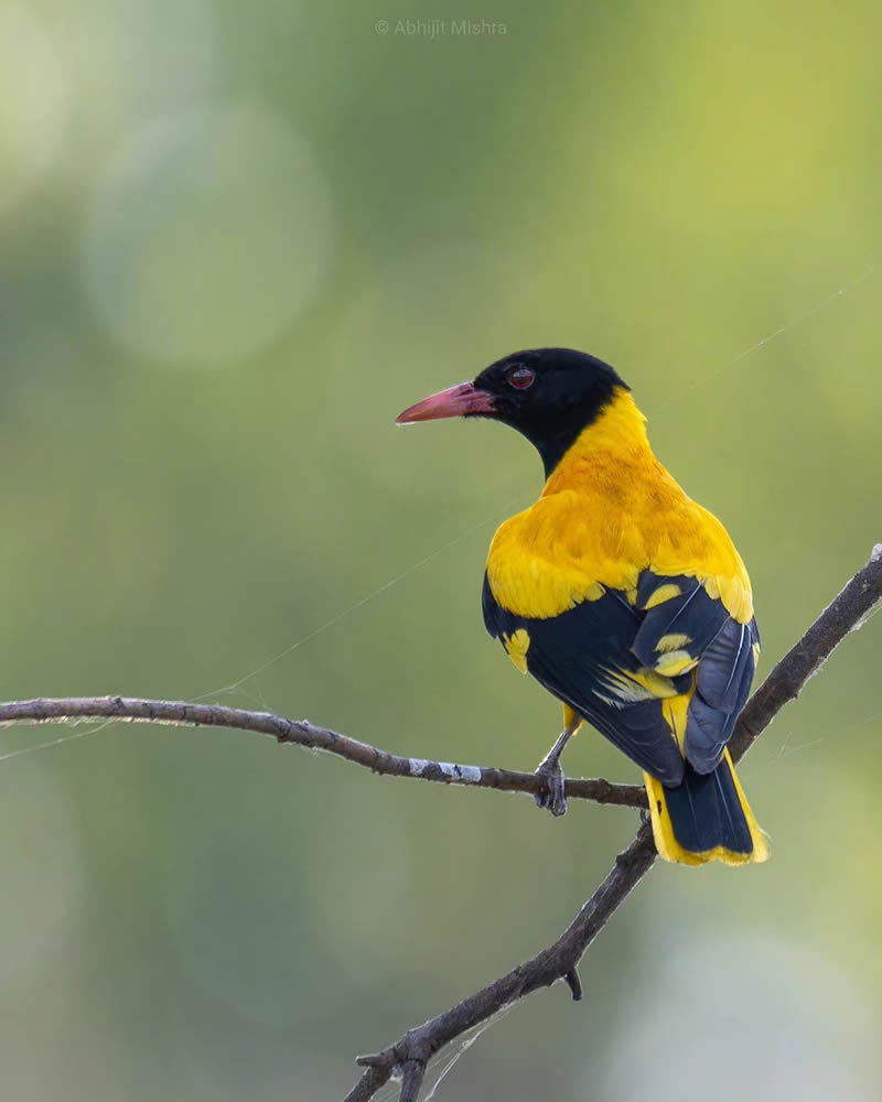 Indian Bird Photography By Abhijit Mishra