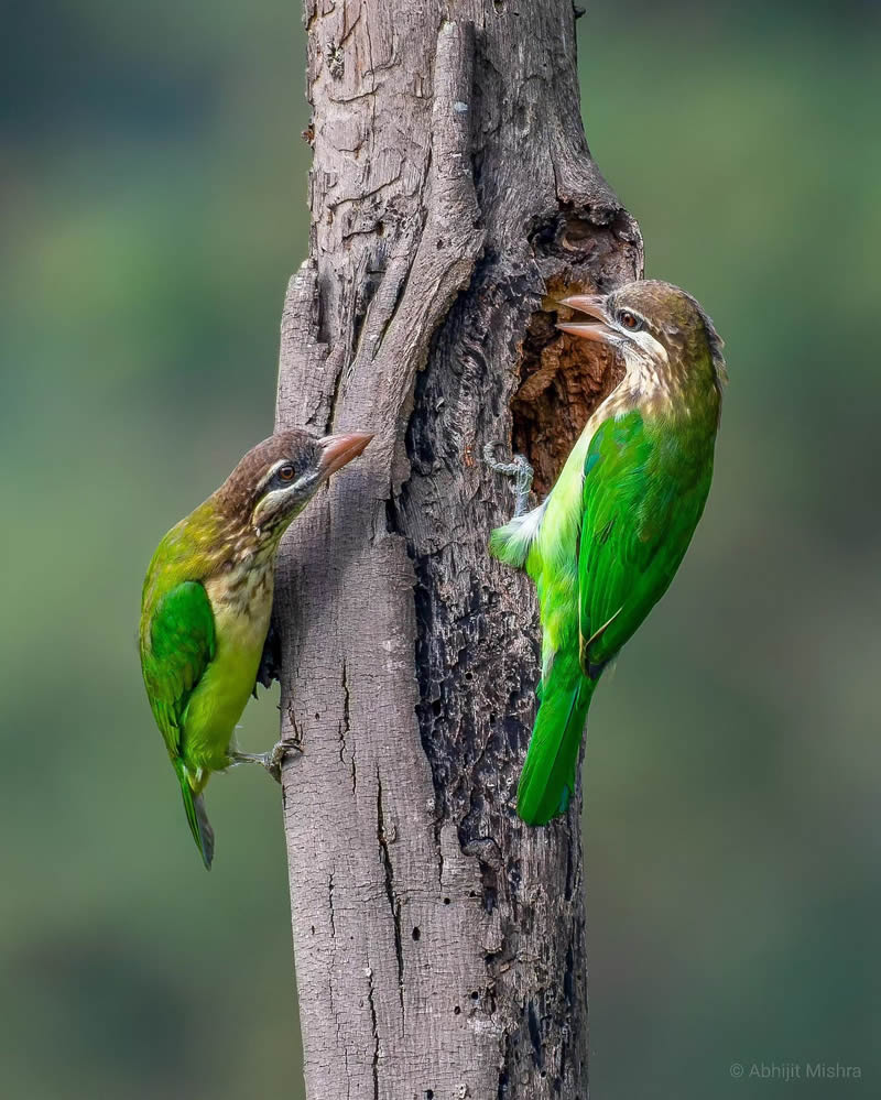 Indian Bird Photography By Abhijit Mishra