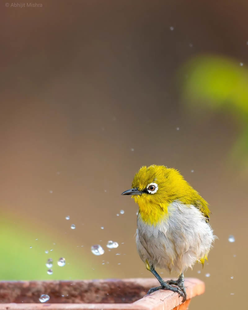 Indian Bird Photography By Abhijit Mishra