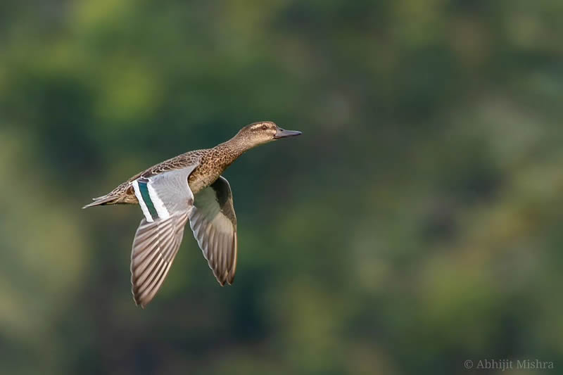 Indian Bird Photography By Abhijit Mishra