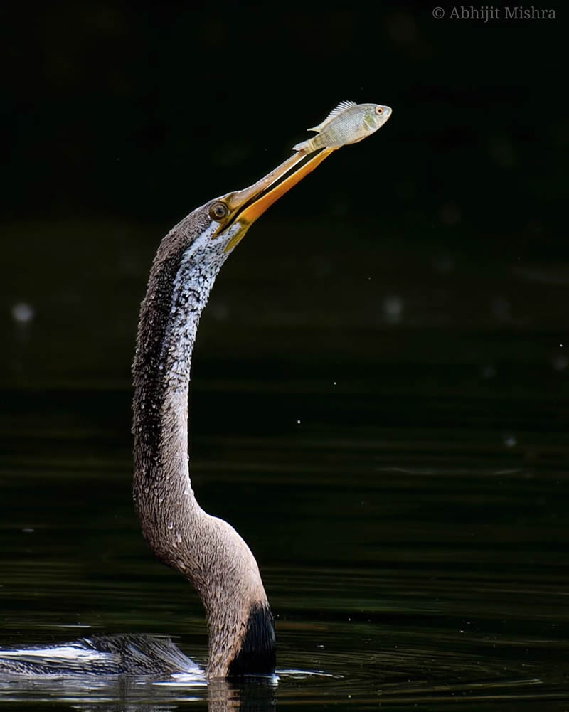 Indian Bird Photography By Abhijit Mishra