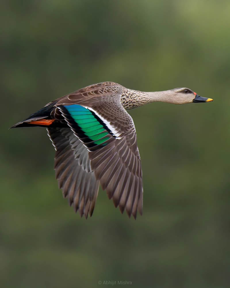 Indian Bird Photography By Abhijit Mishra