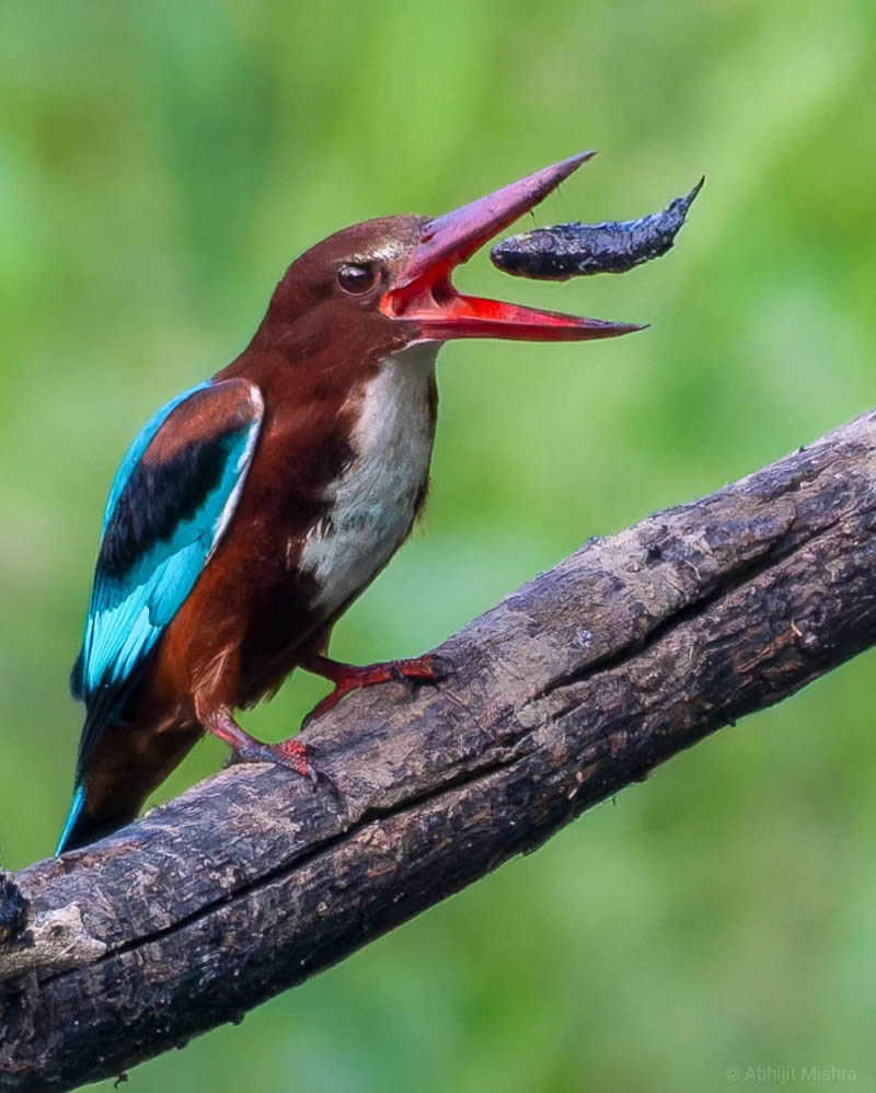 Indian Bird Photography By Abhijit Mishra