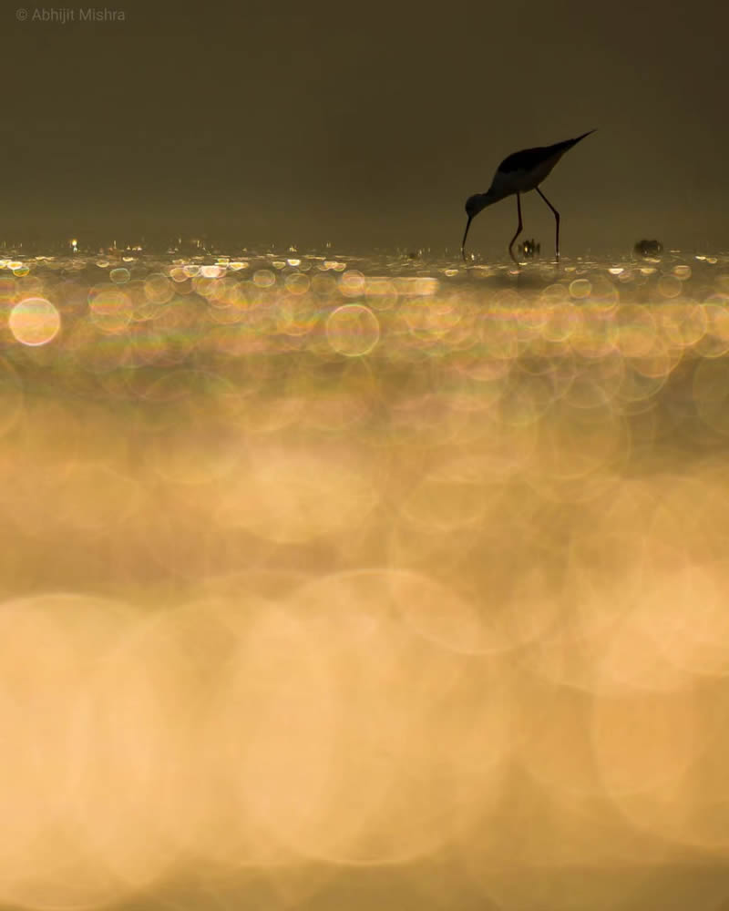 Indian Bird Photography By Abhijit Mishra