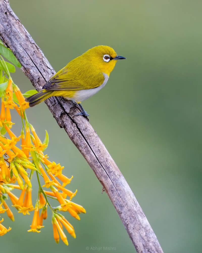 Indian Bird Photography By Abhijit Mishra